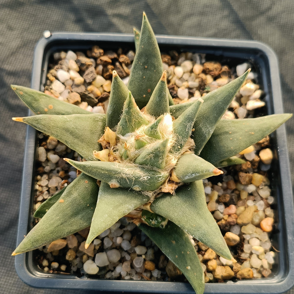 Ariocarpus trigonus