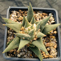 Ariocarpus trigonus