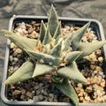 Ariocarpus trigonus