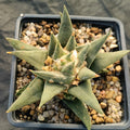 Ariocarpus trigonus