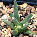 Ariocarpus bravoanus subsp hintonii