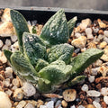 Ariocarpus fissuratus