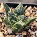 Ariocarpus fissuratus