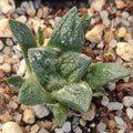 Ariocarpus fissuratus
