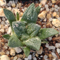 Ariocarpus fissuratus