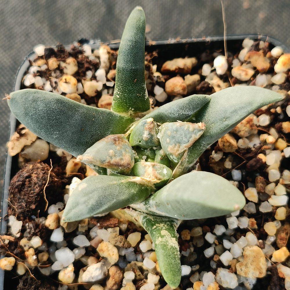 Ariocarpus retusus