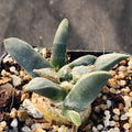 Ariocarpus retusus