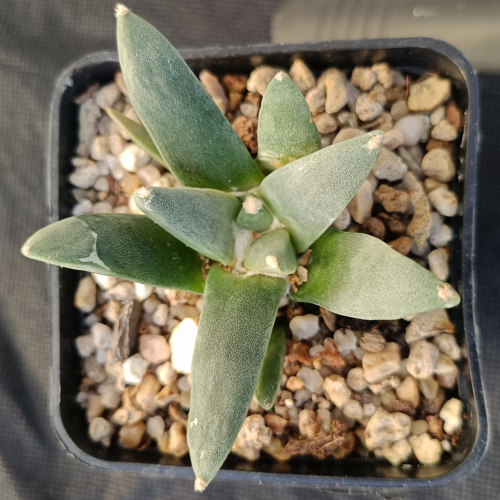 Ariocarpus retusus furfuraceus