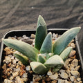 Ariocarpus retusus furfuraceus