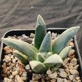 Ariocarpus retusus furfuraceus