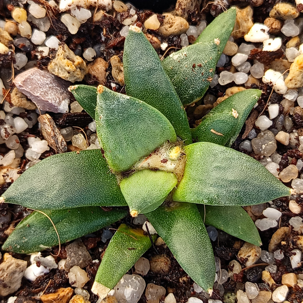 Ariocarpus retusus