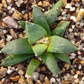 Ariocarpus retusus