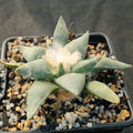Ariocarpus retusus furfuraceus