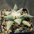 Ariocarpus retusus furfuraceus