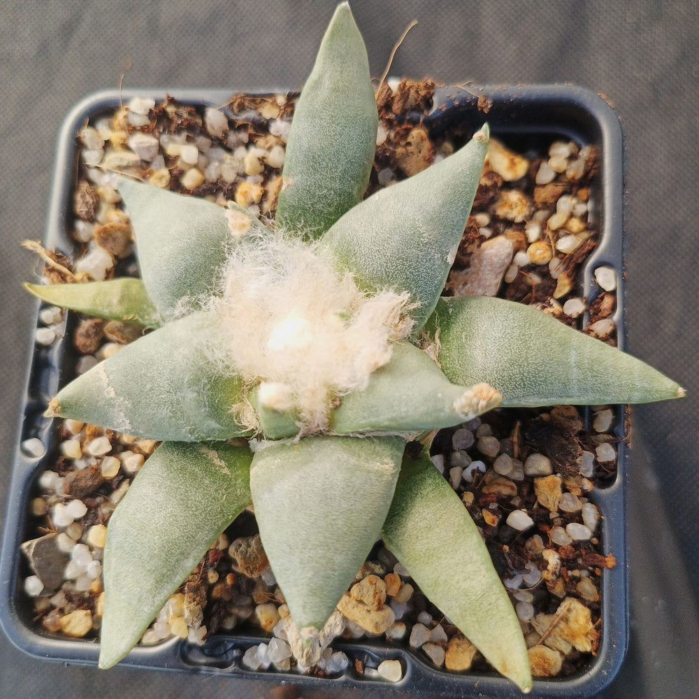 Ariocarpus retusus furfuraceus
