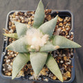 Ariocarpus retusus furfuraceus
