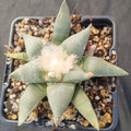 Ariocarpus retusus furfuraceus