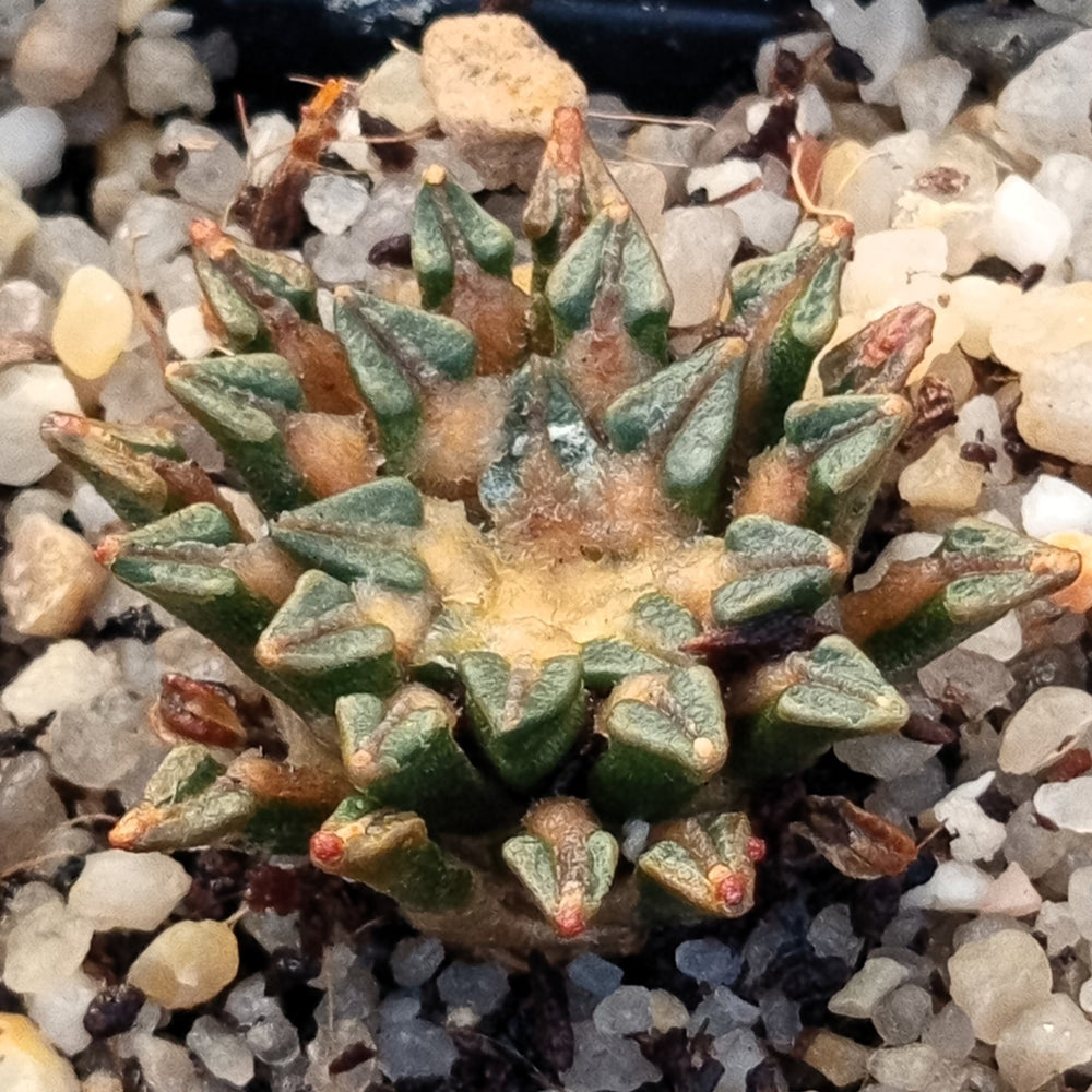 Ariocarpus kotschoubeyanus