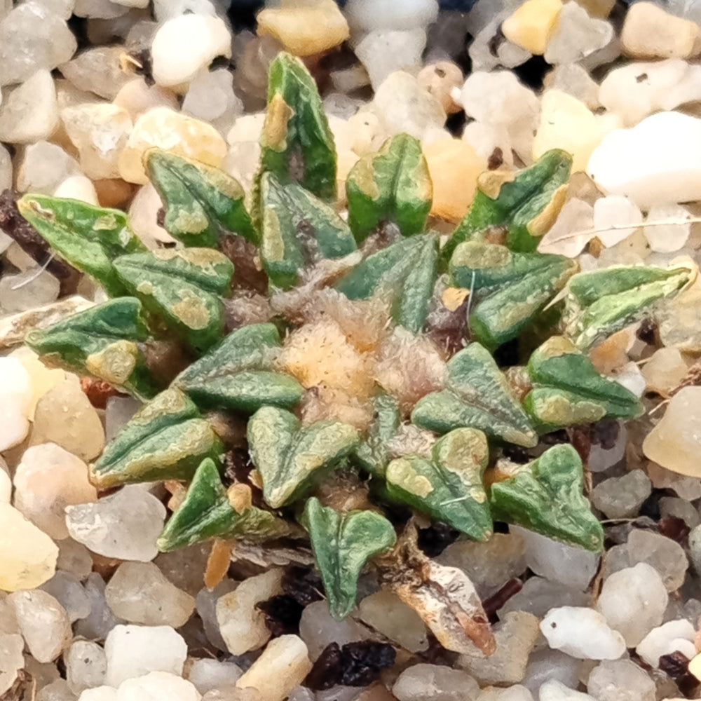 Ariocarpus kotschoubeyanus