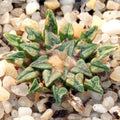 Ariocarpus kotschoubeyanus