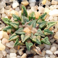 Ariocarpus kotschoubeyanus