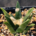 Ariocarpus bravoanus