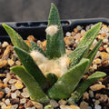 Ariocarpus bravoanus