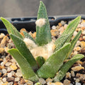 Ariocarpus bravoanus