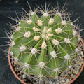 Acanthocalycium spiniflorum violaceum