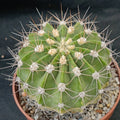 Acanthocalycium spiniflorum violaceum