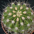 Acanthocalycium spiniflorum violaceum