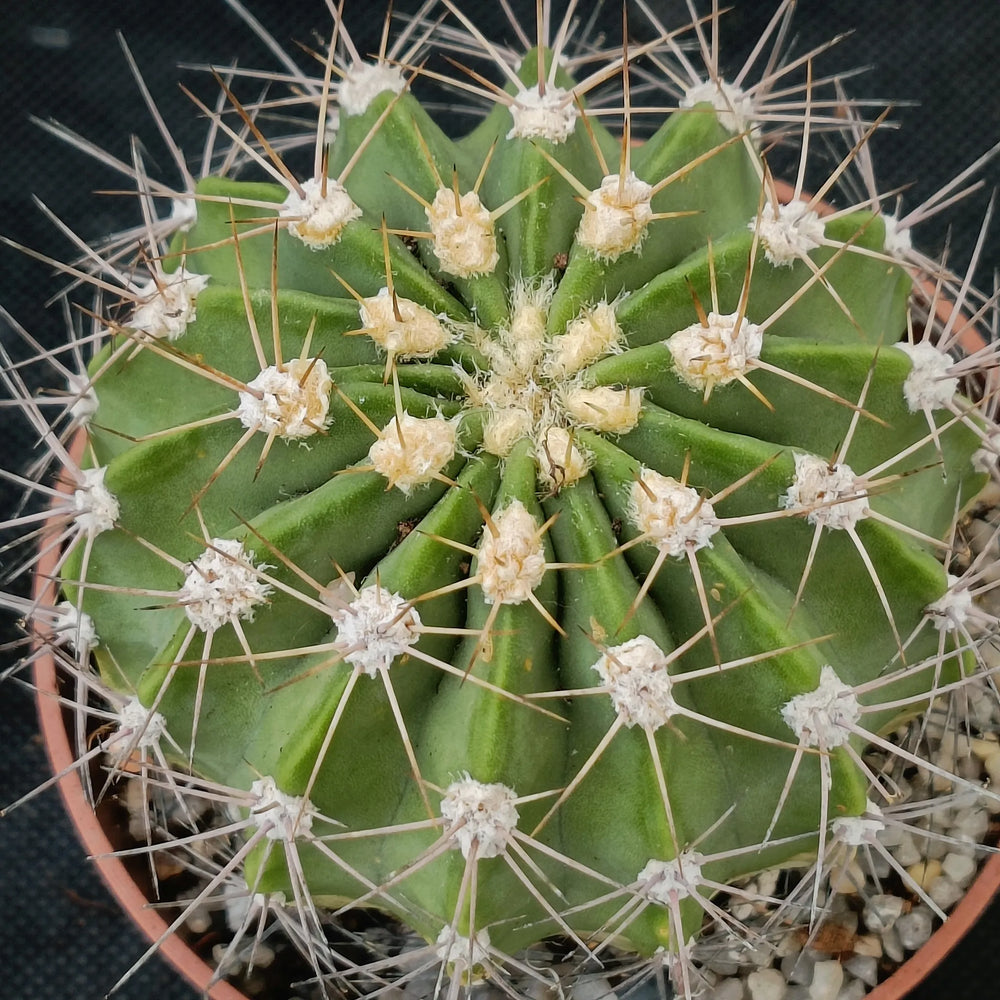 Acanthocalycium spiniflorum violaceum