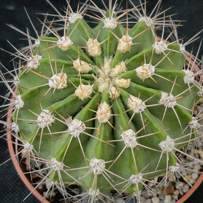Acanthocalycium spiniflorum violaceum