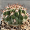 Acanthocalycium thionanthum var.munutum