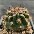 Acanthocalycium thionanthum var.munutum