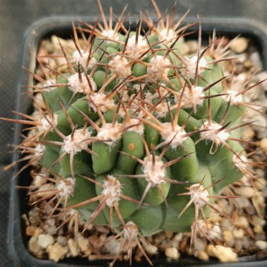 Acanthocalycium thionanthum var. munutum