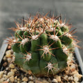 Acanthocalycium thionanthum var.munutum