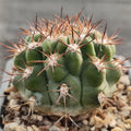 Acanthocalycium thionanthum var.munutum