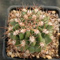Acanthocalycium thionanthum var.munutum