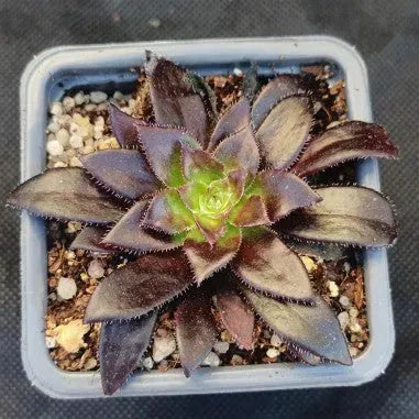 Aeonium black