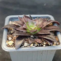 Aeonium black