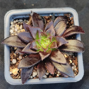 Aeonium black