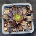 Aeonium black