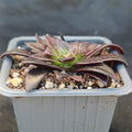 Aeonium black