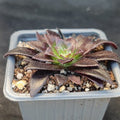 Aeonium black