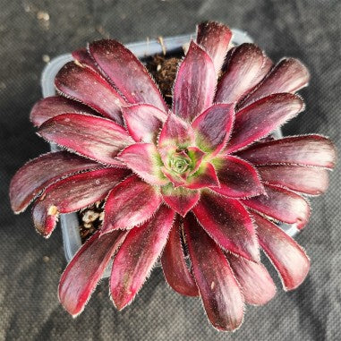 Aeonium firecracker