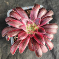 Aeonium firecracker