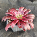 Aeonium firecracker