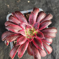 Aeonium firecracker