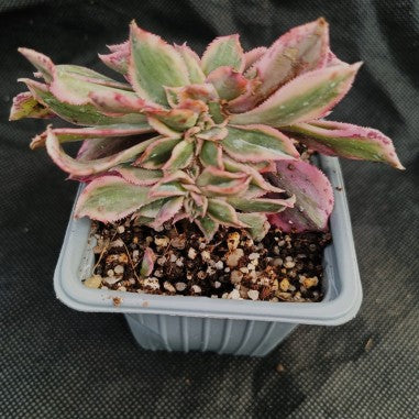 Aeonium sunburst monster form